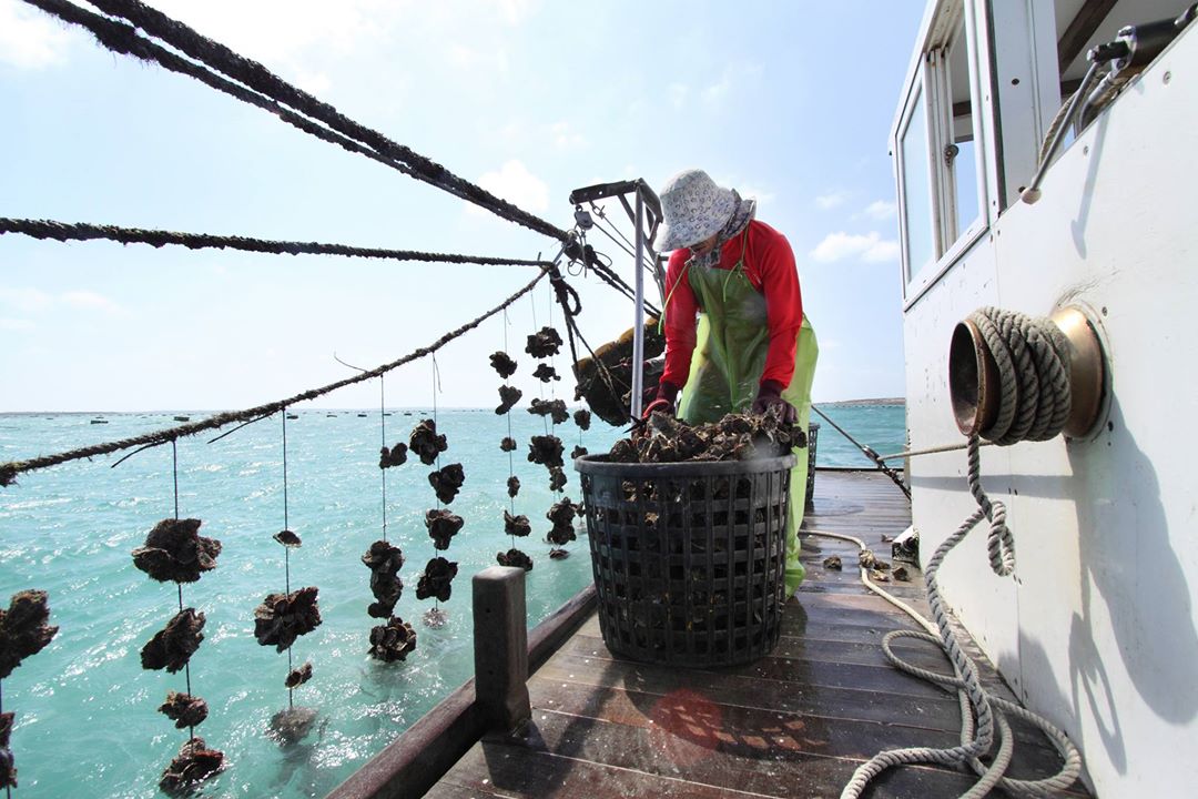 澎湖牡蠣採浮棚式養殖，夏季漁民要開船到海上，把蚵串拉起來曬日光浴，防止扁蟲（圖片提供：澎湖郭家牡蠣）