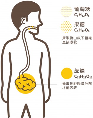 1-1人體如何吸收糖類-01