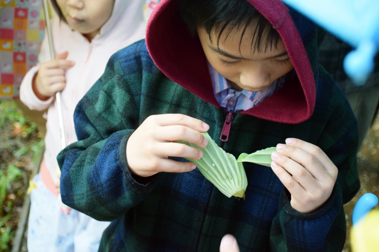 小朋友專注的觀察水生植物的氣室構造。（圖／潘子祁攝）