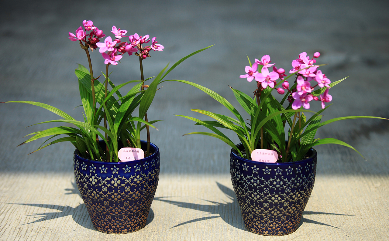 蘭嶼原生紫蘭為本農改場育出新款苞舌蘭| 上下游新聞