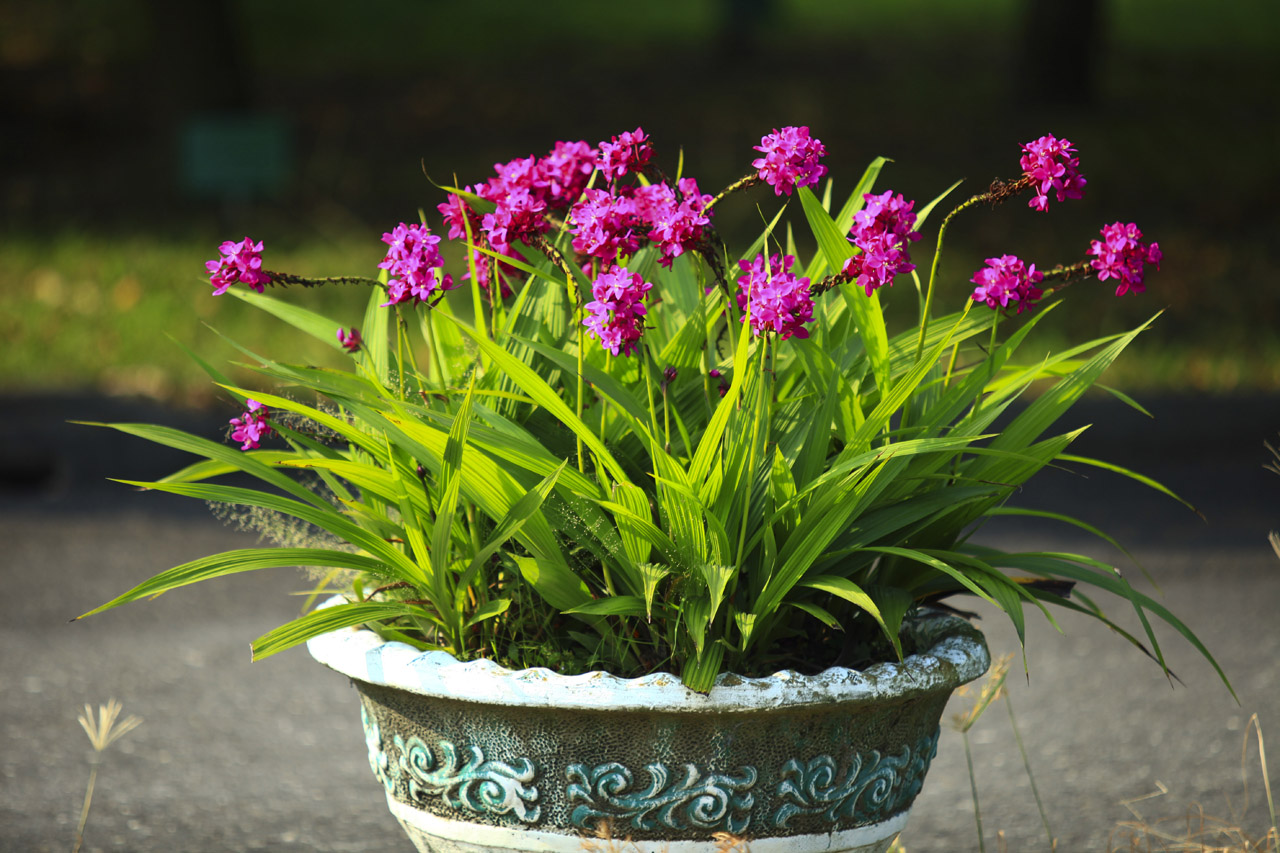 蘭嶼原生紫蘭為本農改場育出新款苞舌蘭| 上下游新聞