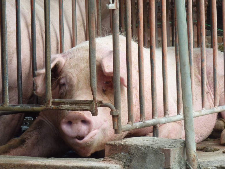 台灣動物社會研究會提供3