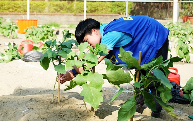 用八字結固定茄子和支架也是評分項目之一，若打成死結就扣分了