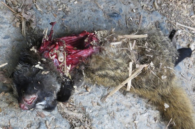 白鼻心慘遭園區內的流浪狗攻擊而死。（圖／壽山國家公園籌備處提供）