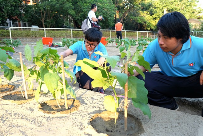 種菜除了考量植株間距，支架綁得夠不夠穩固、澆水範圍也是評分標準