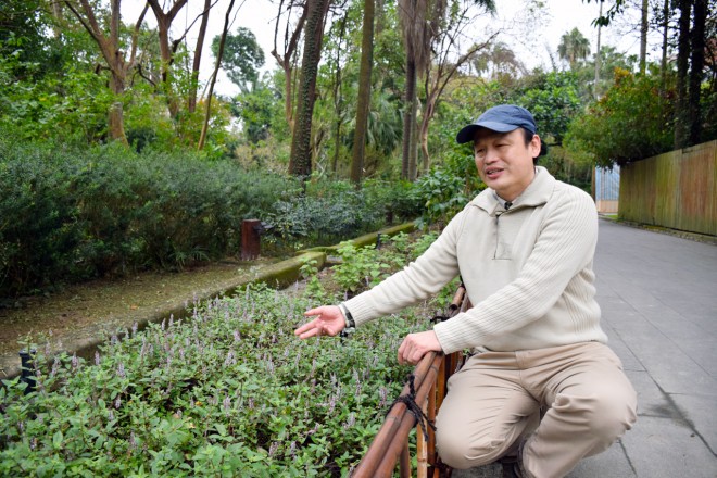 位於欽差行台前的「飲料植物區」，既栽培原生種，也有改良品種，足見植物園作為保種和產業前的試驗所角色。（圖／潘子祁攝）