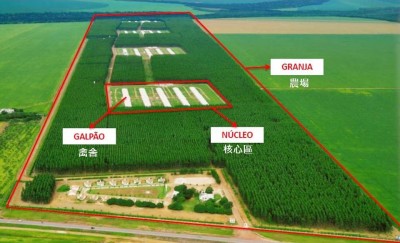 巴西農業部對於禽場的規劃設計要求必須造林，建立足夠的生物隔離帶。(圖/ABPA提供)