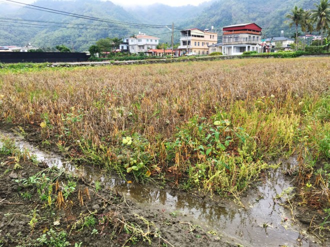 冬季本該是乾燥的高屏地區，卻遭逢連日大雨，不只紅豆株倒伏，泥濘土壤更讓機器無法採收。（圖／美濃農會提供）