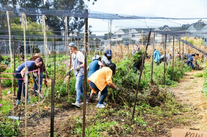 加州大學柏克萊分校的都市農業計畫（圖片來源：加州大學柏克萊分校食品研究室）2（縮）