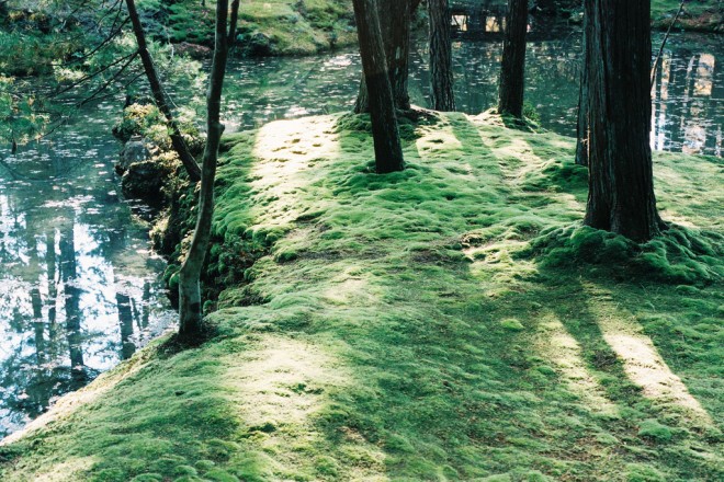 日本的苔庭造景。（photo by Yen-Chi Chen @ flickr）