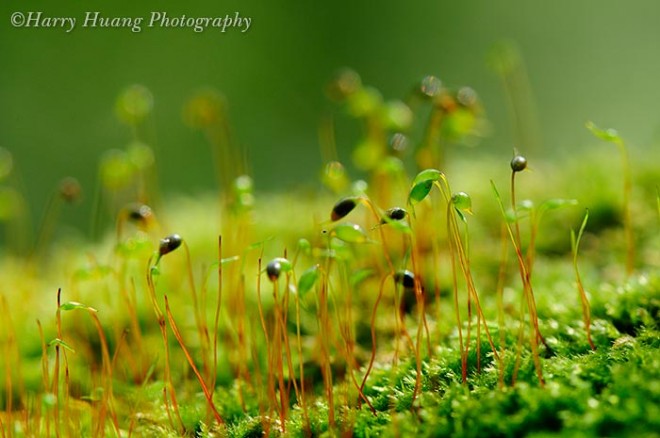 金髮蘚（photo by 黃基峰 @flickr）