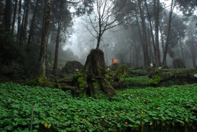 阿里山國有林山葵淺根種植影響水土保持問題。