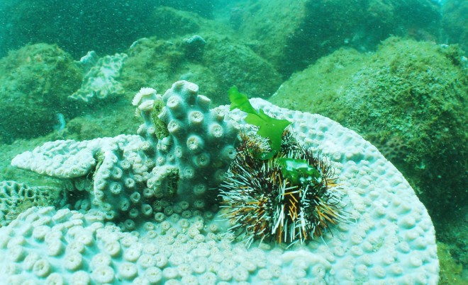 （圖片提供／澎湖縣水產種苗繁殖場）