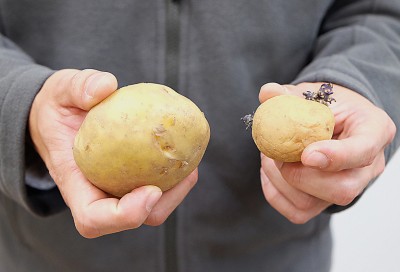 歷經33年努力 農試所推出紫色花椰菜 台農1號 上下游news Market 歷經33年努力 農試所推出紫色花椰菜 台農1號 上下游news Market