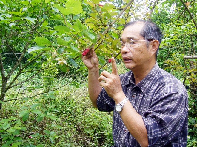 倪正柱利用好不容易掙得的三義實驗園，將美味獼猴桃（下、穗木）嫁接於本土種的腺齒獼猴桃上（上、砧木）。（圖／洪萱恩提供）