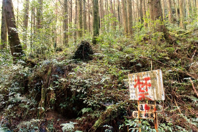 1937年種植的造林地，蔡日興說這是山上的定時炸彈，任其生長，卻沒有一套管理方式。（圖片提供／蔡日興）