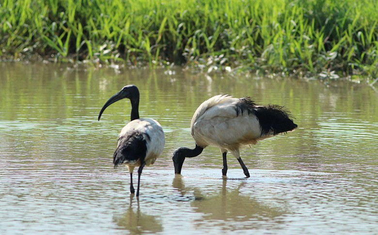 20150529關渡自然公園 (24)