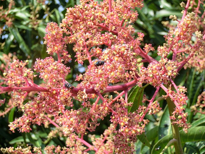 愛文芒果開花期飼養授粉昆蟲增加著果