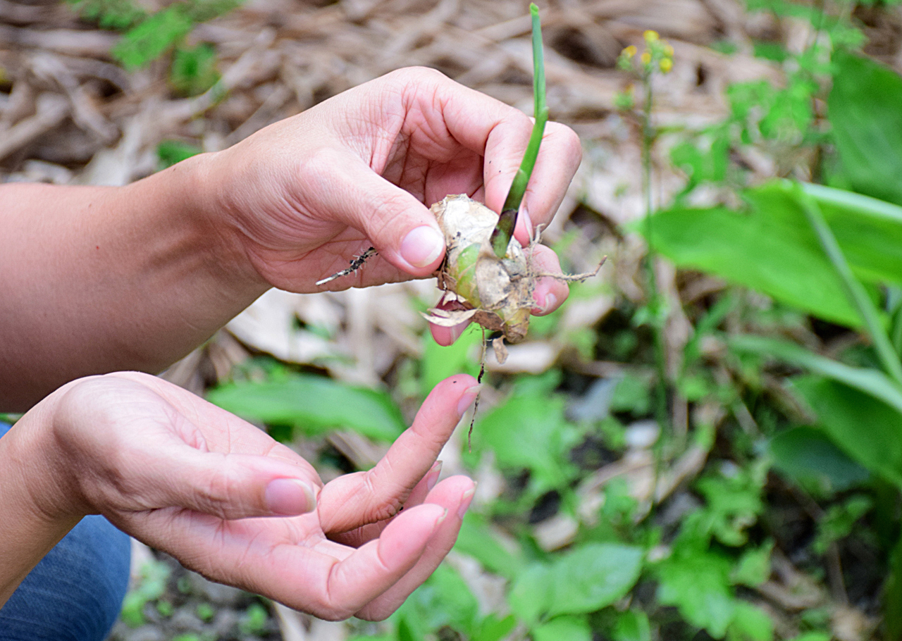 市售太白粉怕怕的 嘗試部落葛鬱金 上下游news Market