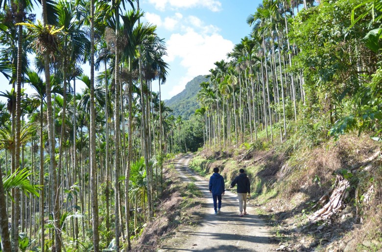 位於花蓮縣壽豐鄉豐山村荖腦山的山坡地檳榔樹。