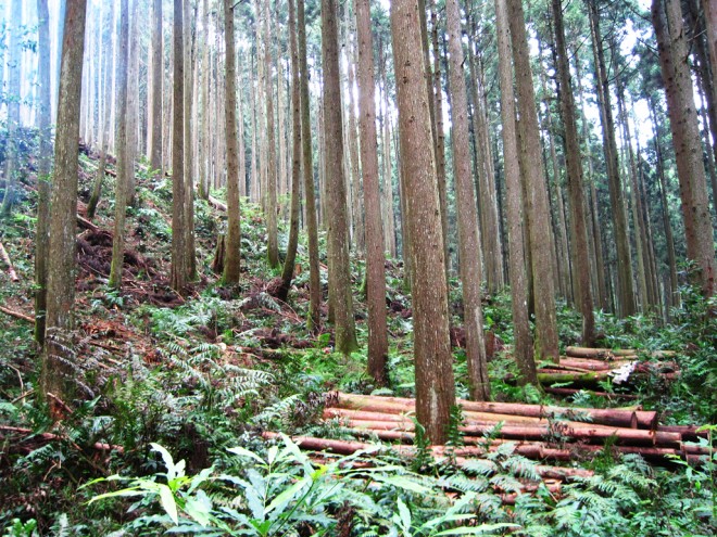 目前在竹東已有通過FSC驗證的永續林地。（圖片提供／李俊彥）