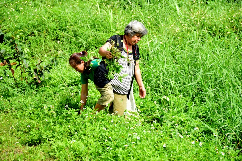 送孩子來的家長也會參與野菜採摘，各出己力。（圖／潘子祁攝）