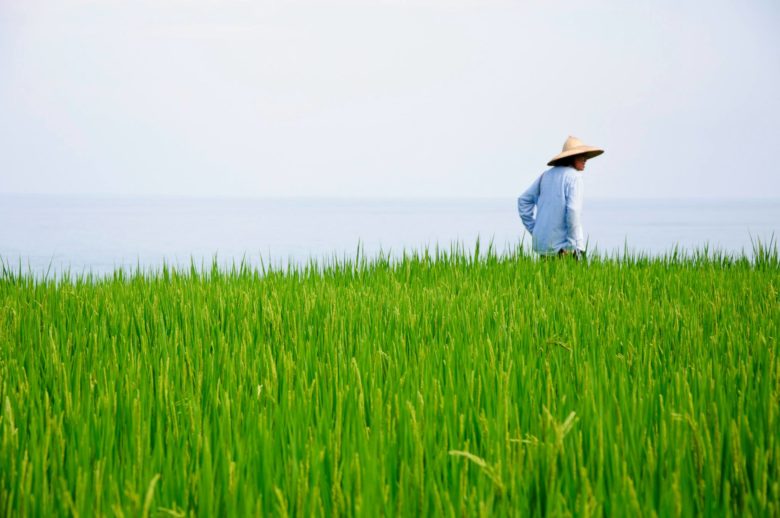 海稻田／摄影李国豪