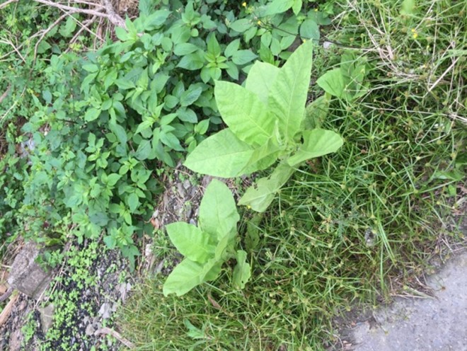 假植時，發現旁邊有幾株小菸草，這是農民自製的天然除蟲劑原料，將菸草水煮後的水液，內含菸鹼，對於防治蚜蟲、椿象、螞蟻等很有效用。