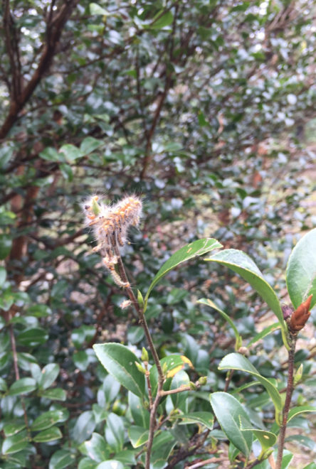 怎麼開了紅色的花？難道變種了？原來是茶餅病，在這個濕冷的天，最容易發病了。