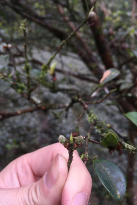 花谢了，小小颗的苦茶籽已经探出头，距离春天也不远了。