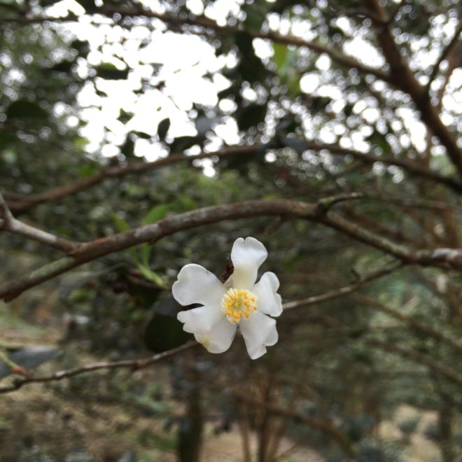 晚開的小果油茶茶花，油茶樹一般9-12月開花，與種子成熟期差不多。