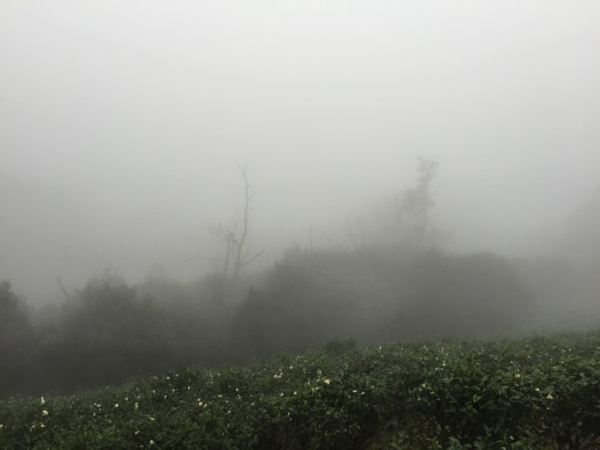 下午四點，石碇的山霧又來了，趕緊下山，期待下次再見面。