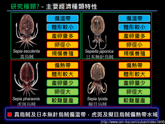 台灣沿岸常見的4種花枝（烏賊），現階段僅虎斑烏賊既可人工飼養和量產。（圖／徐德華提供）