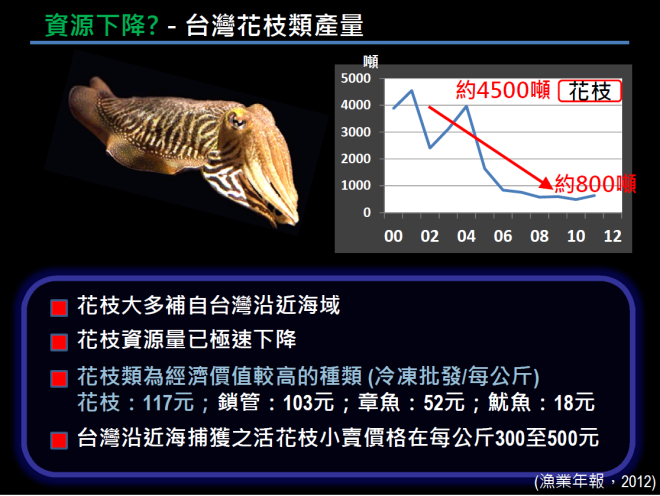 花枝（烏賊）數量銳減8成，不過售價卻是魷魚的6倍以上，若能人工養殖，不僅滿足消費需求，亦能讓資源永續利用。（圖／徐德華提供）