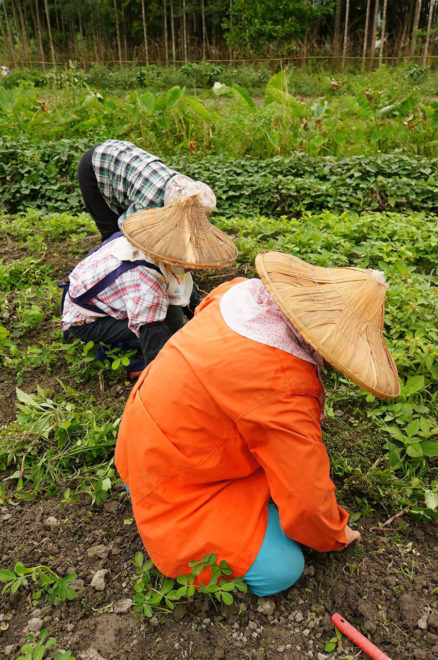 部落媽媽們自己經營的2分地菜園全都不灑農藥，都得自己勞動除草。（圖／太巴塱ina好野味SEFI提供）