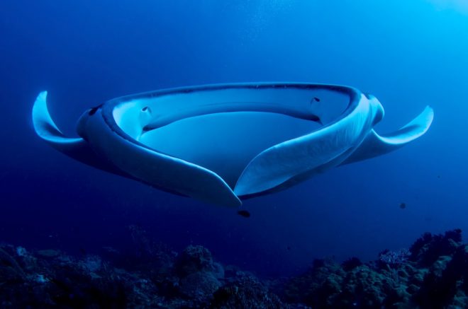 Giant_Manta_AdF