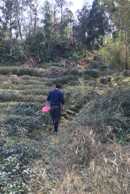 前往農場路上，農友大哥已經把旁邊雜生的竹叢砍倒，為了是讓茶園光照增加。