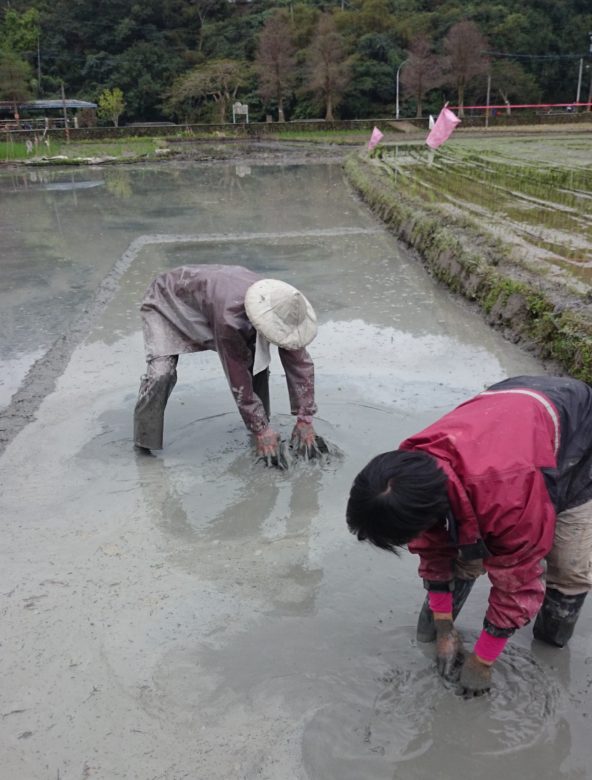 圖為2015年春，手捻秧床中，準備育秧苗，菁爸示範，田菁與茶見學中。