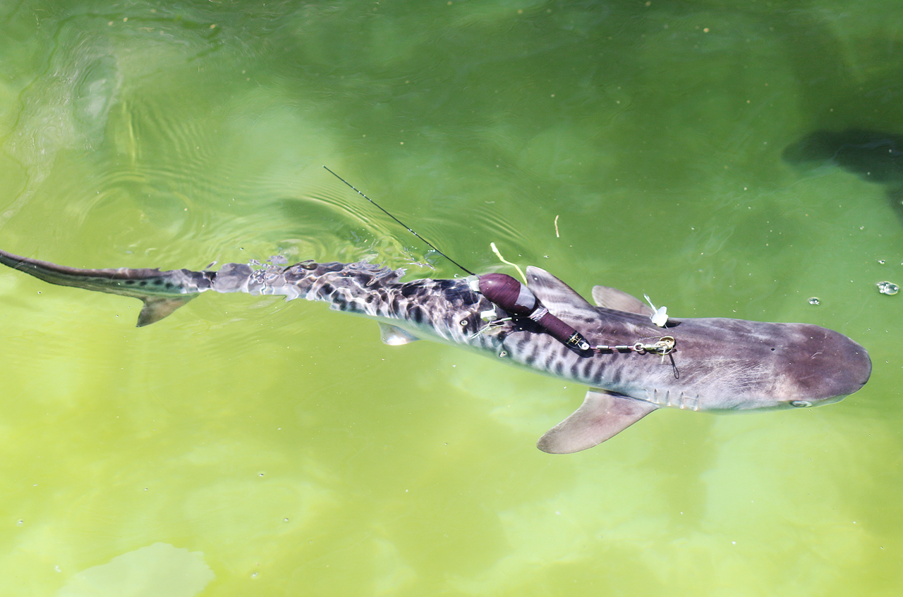 全球首例奶爸救活小虎鯊衛星標識放回大海 上下游news Market