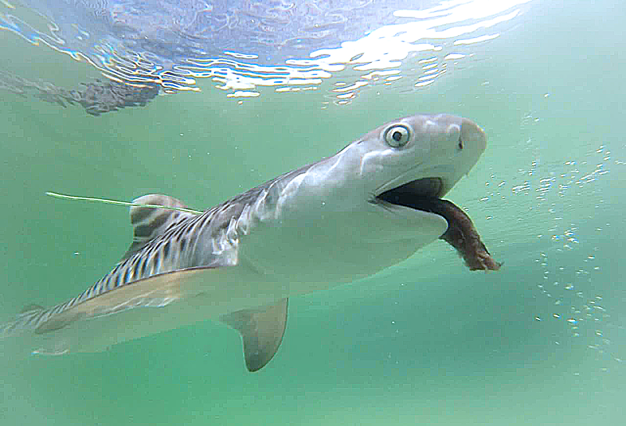 全球首例奶爸救活小虎鯊衛星標識放回大海 上下游news Market