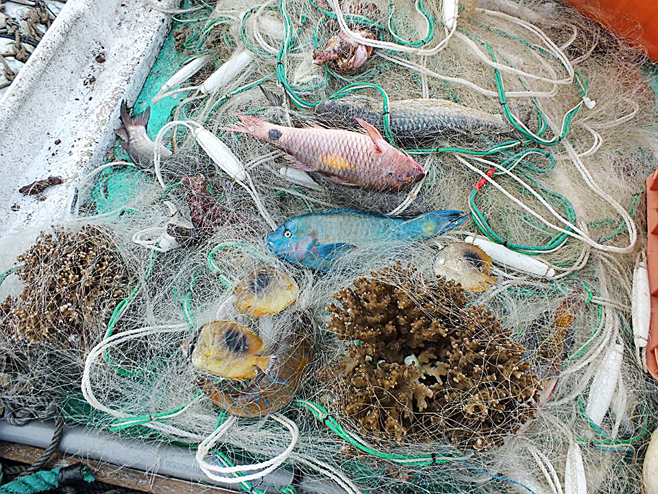 萬事都怪流刺網 海底的珊瑚都是你殺的? | 上下游新聞