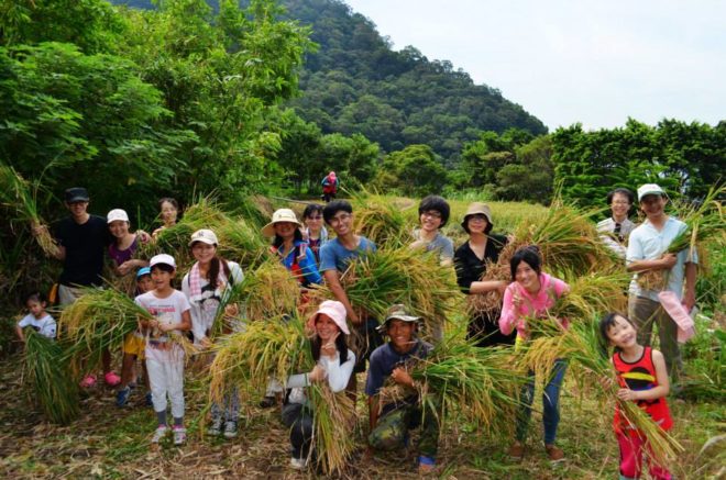 陽明山半嶺收割