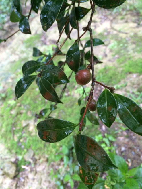 有些苦茶樹的果實比較早熟，似乎已經迫不急待長大了。