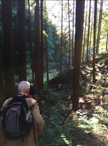 最上之味 探訪東京森林秘境中的山葵田 上下游news Market