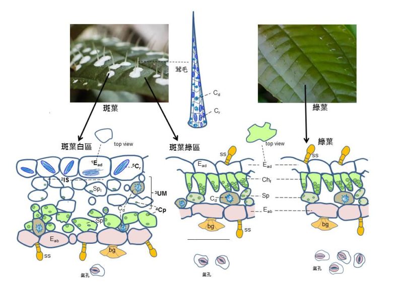 圖示比較柏拉木不同葉片的結構和形成其白斑的五種機制_(1表皮細胞、2細胞間隙、3葉肉細胞、4葉綠體變異和5晶體)