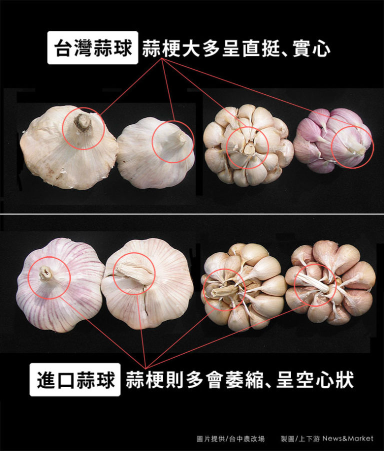 如何區分台灣蒜頭、進口蒜頭？改良場專家教你三步驟 上下游newsandmarket 