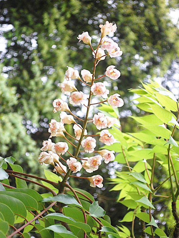 圖2、福山植物園栽植的稀有植物 - 鐘萼木