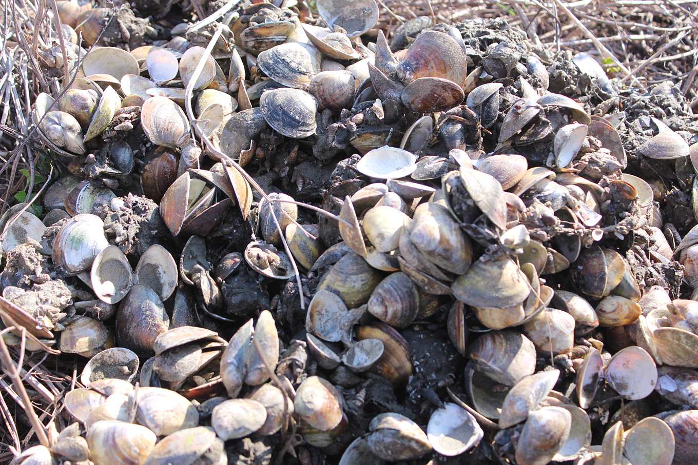 文蛤危機 氣候異常底土污染 雲林文蛤死亡率四成台南也成災 上下游news Market
