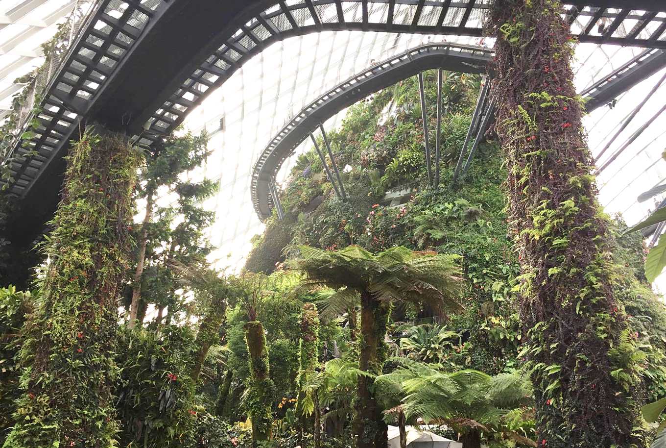 cloud forest(攝影/Gene Ng)