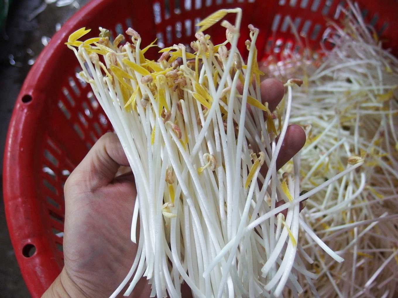 不用藥也不加生長調節劑超音波提升芽菜發芽率 上下游news Market 不用藥也不加生長調節劑超音波提升芽菜發芽率 上下游news Market